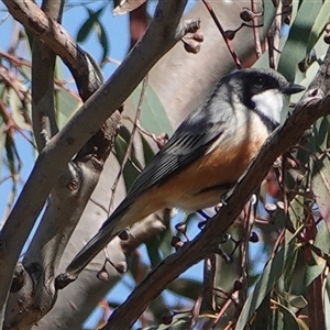 Pachycephala rufiventris at Hall, ACT - 16 Oct 2024