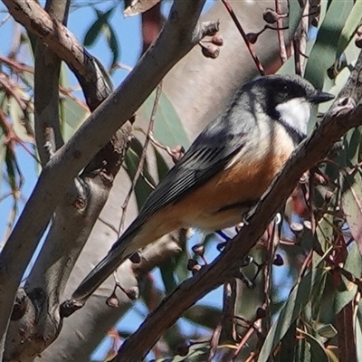 Pachycephala rufiventris (Rufous Whistler) at Hall, ACT - 16 Oct 2024 by Anna123