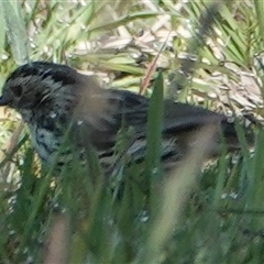 Pyrrholaemus sagittatus (Speckled Warbler) at Hall, ACT - 16 Oct 2024 by Anna123