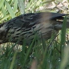 Pyrrholaemus sagittatus at Hall, ACT - 16 Oct 2024