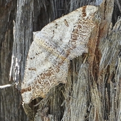 Dissomorphia australiaria (Dashed Geometrid, Ennominae) at Hall, ACT - 16 Oct 2024 by Anna123