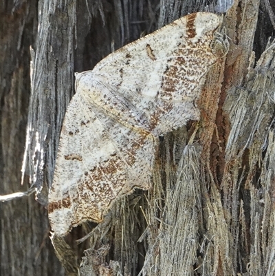 Dissomorphia australiaria (Dashed Geometrid, Ennominae) at Hall, ACT - 15 Oct 2024 by Anna123