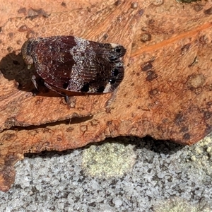 Platybrachys decemmacula (Green-faced gum hopper) at Vincentia, NSW by JodieR