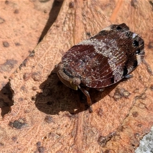 Platybrachys decemmacula at Vincentia, NSW - 16 Oct 2024