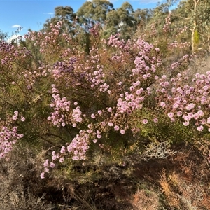 Kunzea parvifolia at Watson, ACT - 16 Oct 2024