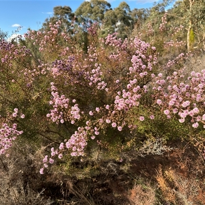 Kunzea parvifolia (Violet Kunzea) at Watson, ACT - 16 Oct 2024 by JochenZeil