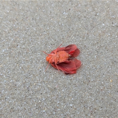 Cicadellidae (family) at Vincentia, NSW - 15 Oct 2024 by JodieR