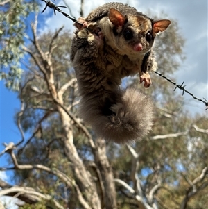 Petaurus notatus at Hackett, ACT - 11 Oct 2024 04:30 PM