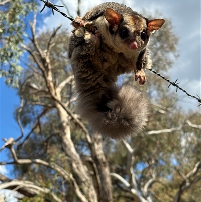 Petaurus notatus (Krefft’s Glider, formerly Sugar Glider) at Hackett, ACT - 11 Oct 2024 by JochenZeil