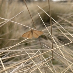 Scopula rubraria (Reddish Wave, Plantain Moth) at Tennent, ACT - 14 Oct 2024 by JodieR