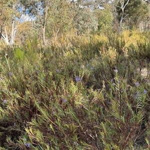 Stypandra glauca at Watson, ACT - 11 Oct 2024