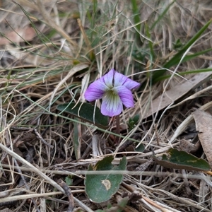 Viola betonicifolia at Tennent, ACT - 14 Oct 2024 01:35 PM