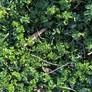 Acaena novae-zelandiae at Hackett, ACT - 4 Sep 2024