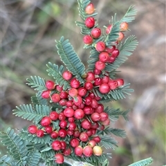 Acacia sp. (A Wattle) at Hackett, ACT - 1 Sep 2024 by JochenZeil