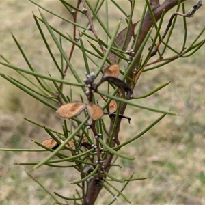 Hakea microcarpa at Tennent, ACT - 14 Oct 2024