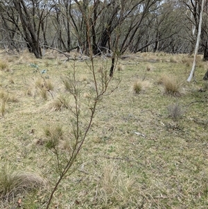 Hakea microcarpa at Tennent, ACT - 14 Oct 2024