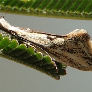 Thema macroscia at Hall, ACT - 16 Oct 2024 01:02 PM