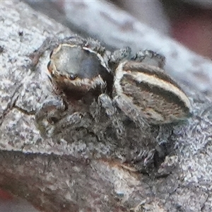 Maratus scutulatus at Hall, ACT - 16 Oct 2024