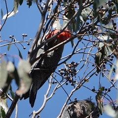 Callocephalon fimbriatum (Gang-gang Cockatoo) at Hall, ACT - 16 Oct 2024 by Anna123