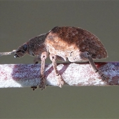 Gonipterus scutellatus (Eucalyptus snout beetle, gum tree weevil) at Hall, ACT - 16 Oct 2024 by Anna123