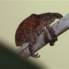 Gonipterus scutellatus at Hall, ACT - 16 Oct 2024 08:39 AM