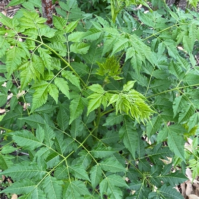 Melia azedarach (White Cedar) at Dunbogan, NSW - 16 Oct 2024 by Nette