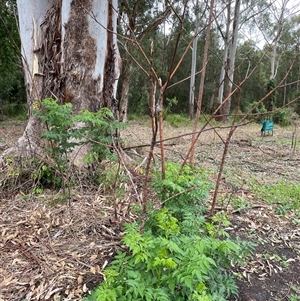 Melia azedarach at Dunbogan, NSW - 16 Oct 2024 08:59 AM