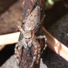 Helpis minitabunda (Threatening jumping spider) at Hall, ACT - 16 Oct 2024 by Anna123