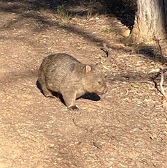 Vombatus ursinus (Common wombat, Bare-nosed Wombat) at Bruce, ACT - 26 Sep 2024 by JVR