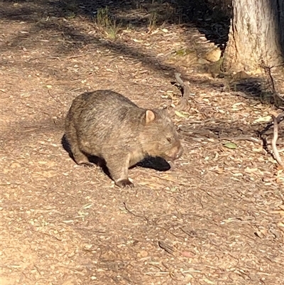 Vombatus ursinus (Bare-nosed Wombat) at Bruce, ACT - 27 Sep 2024 by JVR