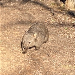 Vombatus ursinus at Bruce, ACT - 27 Sep 2024