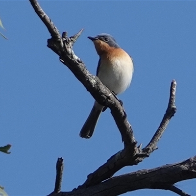 Myiagra rubecula (Leaden Flycatcher) at Hall, ACT - 16 Oct 2024 by Anna123