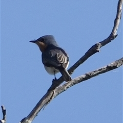 Myiagra rubecula at Hall, ACT - 16 Oct 2024