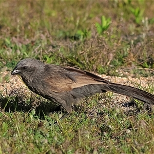 Struthidea cinerea (Apostlebird) at Copeton, NSW by MichaelWenke