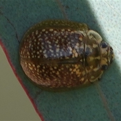 Paropsisterna decolorata (A Eucalyptus leaf beetle) at Hall, ACT - 15 Oct 2024 by Anna123