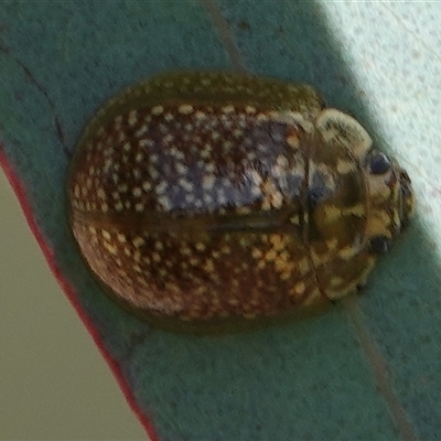 Paropsisterna decolorata (A Eucalyptus leaf beetle) at Hall, ACT - 15 Oct 2024 by Anna123