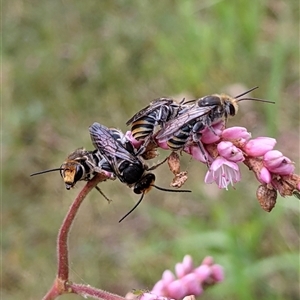 Lipotriches sp. (genus) (Halictid bee) at Shellharbour, NSW by PaperbarkNativeBees