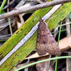 Uresiphita ornithopteralis (Tree Lucerne Moth) at Goulburn, NSW - 16 Oct 2024 by trevorpreston