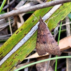 Uresiphita ornithopteralis at Goulburn, NSW - 16 Oct 2024