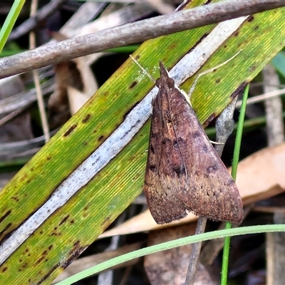 Uresiphita ornithopteralis (Tree Lucerne Moth) at Goulburn, NSW - 16 Oct 2024 by trevorpreston