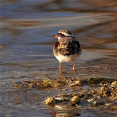 Charadrius melanops (Black-fronted Dotterel) at Copeton, NSW - 10 Oct 2024 by MichaelWenke