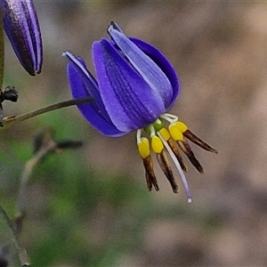 Dianella revoluta var. revoluta at Goulburn, NSW - 16 Oct 2024