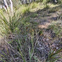 Dianella revoluta var. revoluta at Goulburn, NSW - 16 Oct 2024 04:37 PM