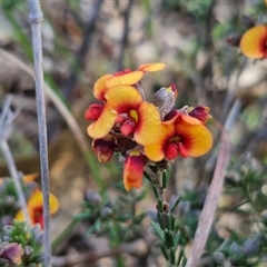 Dillwynia sericea (Egg And Bacon Peas) at Goulburn, NSW - 16 Oct 2024 by trevorpreston