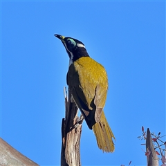 Entomyzon cyanotis (Blue-faced Honeyeater) at Copeton, NSW - 9 Oct 2024 by MichaelWenke