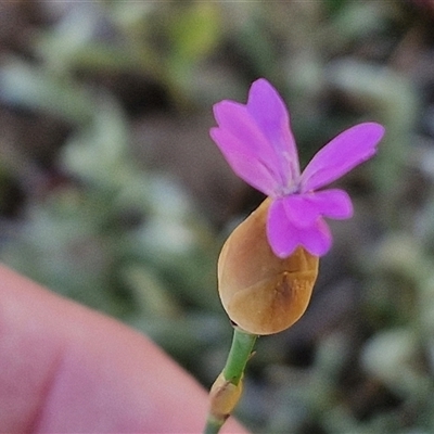 Petrorhagia nanteuilii (Proliferous Pink, Childling Pink) at Goulburn, NSW - 16 Oct 2024 by trevorpreston