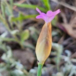 Petrorhagia nanteuilii at Goulburn, NSW - 16 Oct 2024