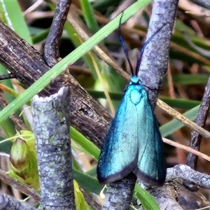 Pollanisus (genus) at Goulburn, NSW - 16 Oct 2024