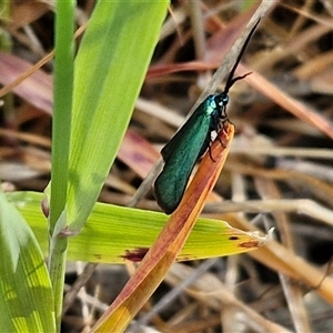 Pollanisus (genus) at Goulburn, NSW - 16 Oct 2024