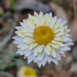 Leucochrysum albicans subsp. tricolor at Goulburn, NSW - 16 Oct 2024 04:30 PM